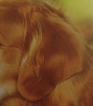 犬の耳の形2 ひだまり動物病院吉祥寺 武蔵野 杉並 練馬
